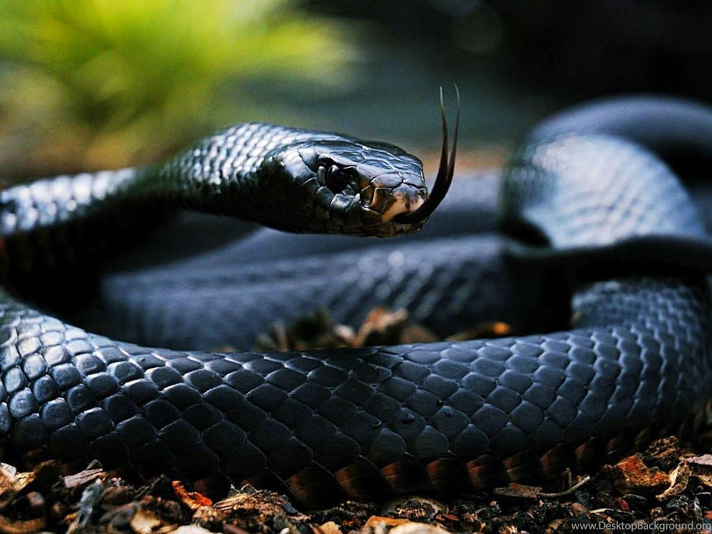 Black King Cobra Background