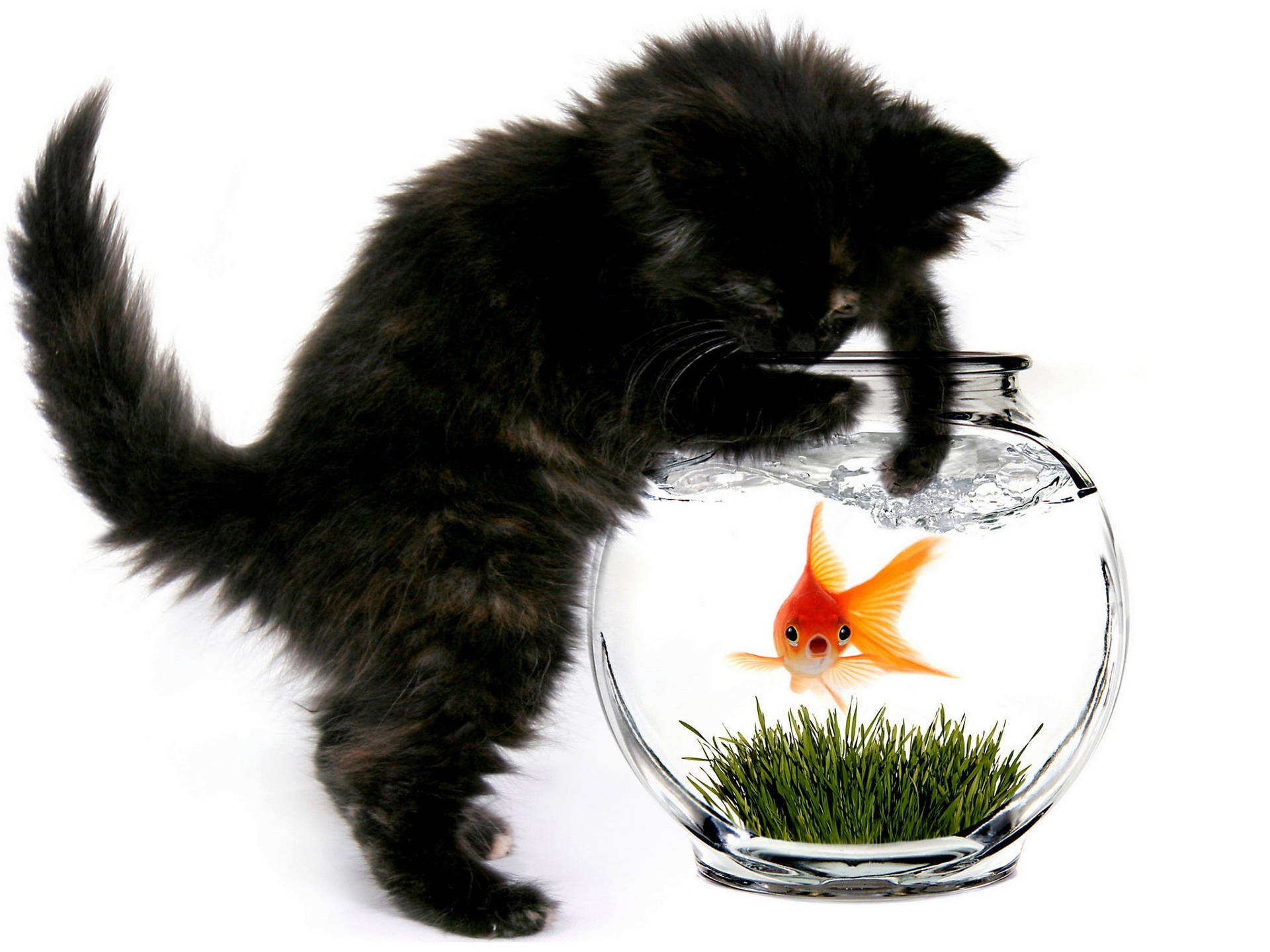 Black Kitten And Goldfish Background