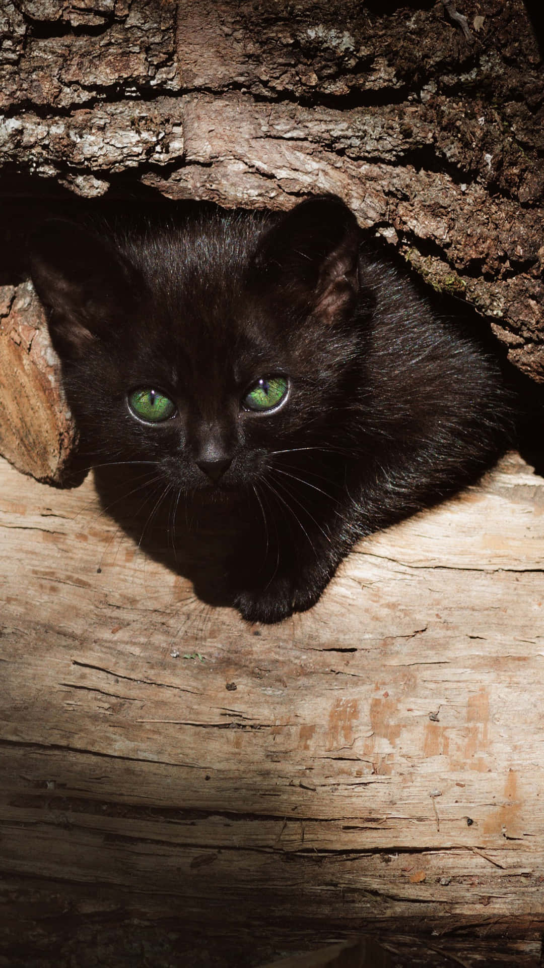 Black Kitten With Green Eyes