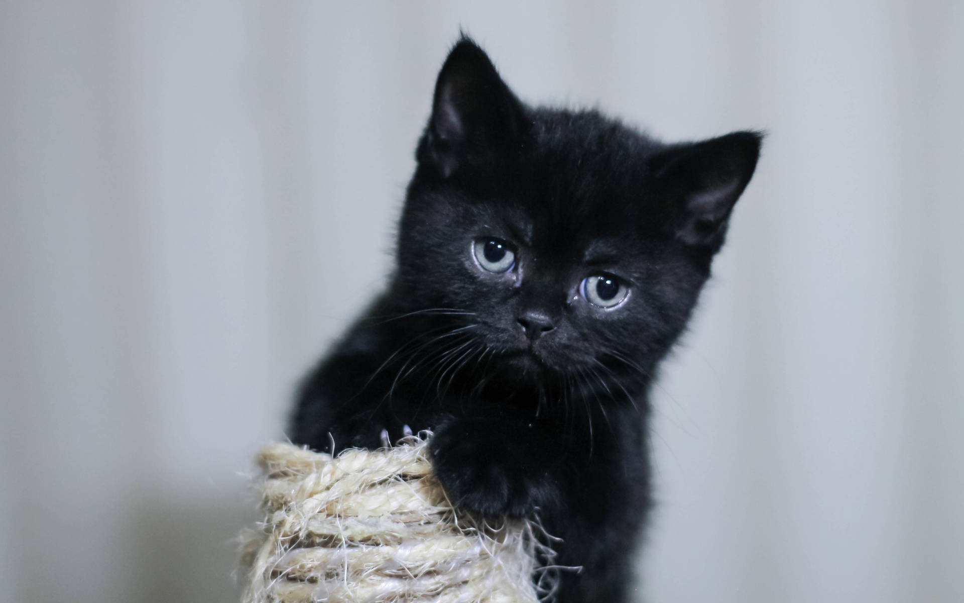 Black Kitten With Rope