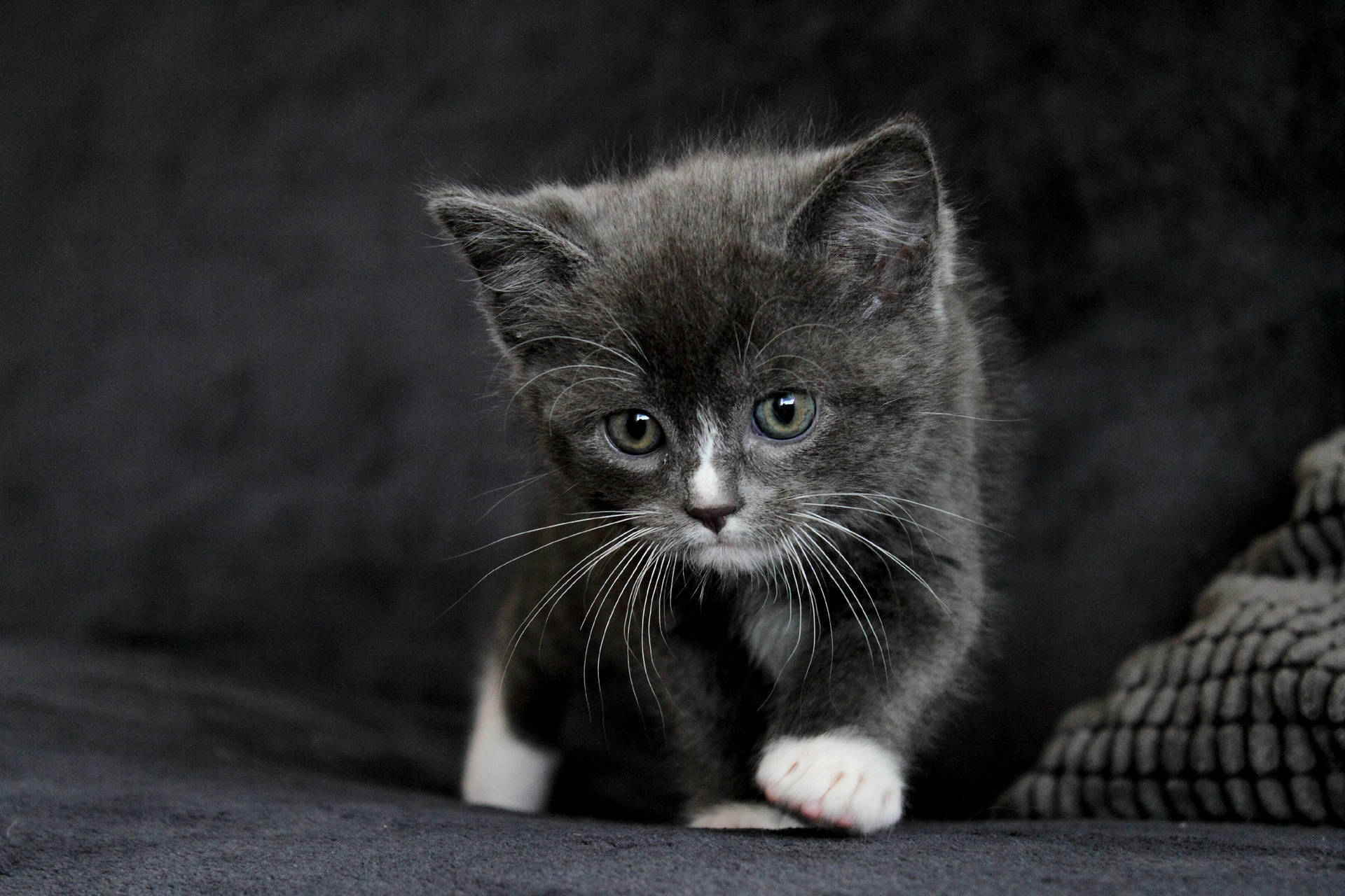 Black Kitten With White Paws Background
