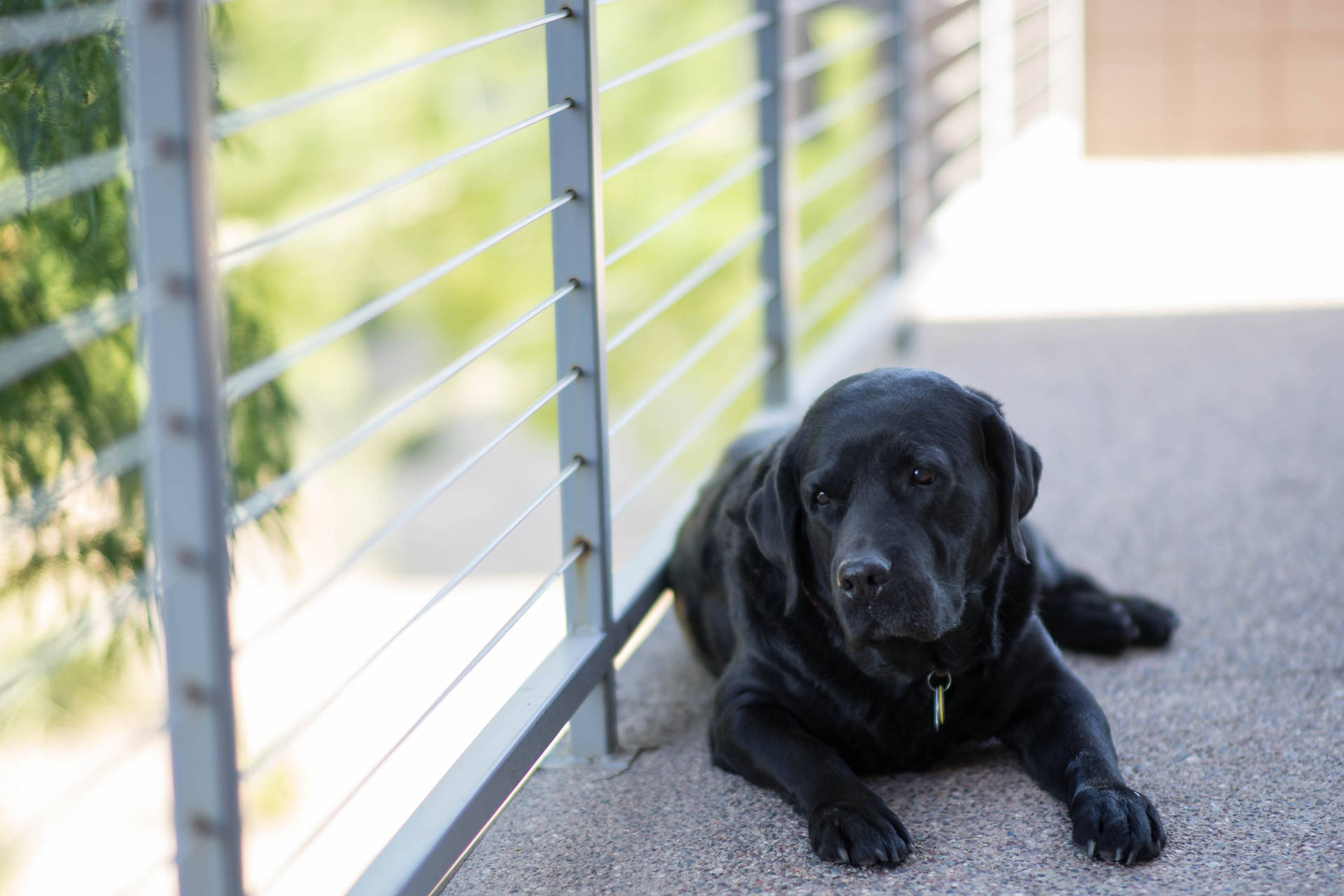 Black Labrador In Balcony Background