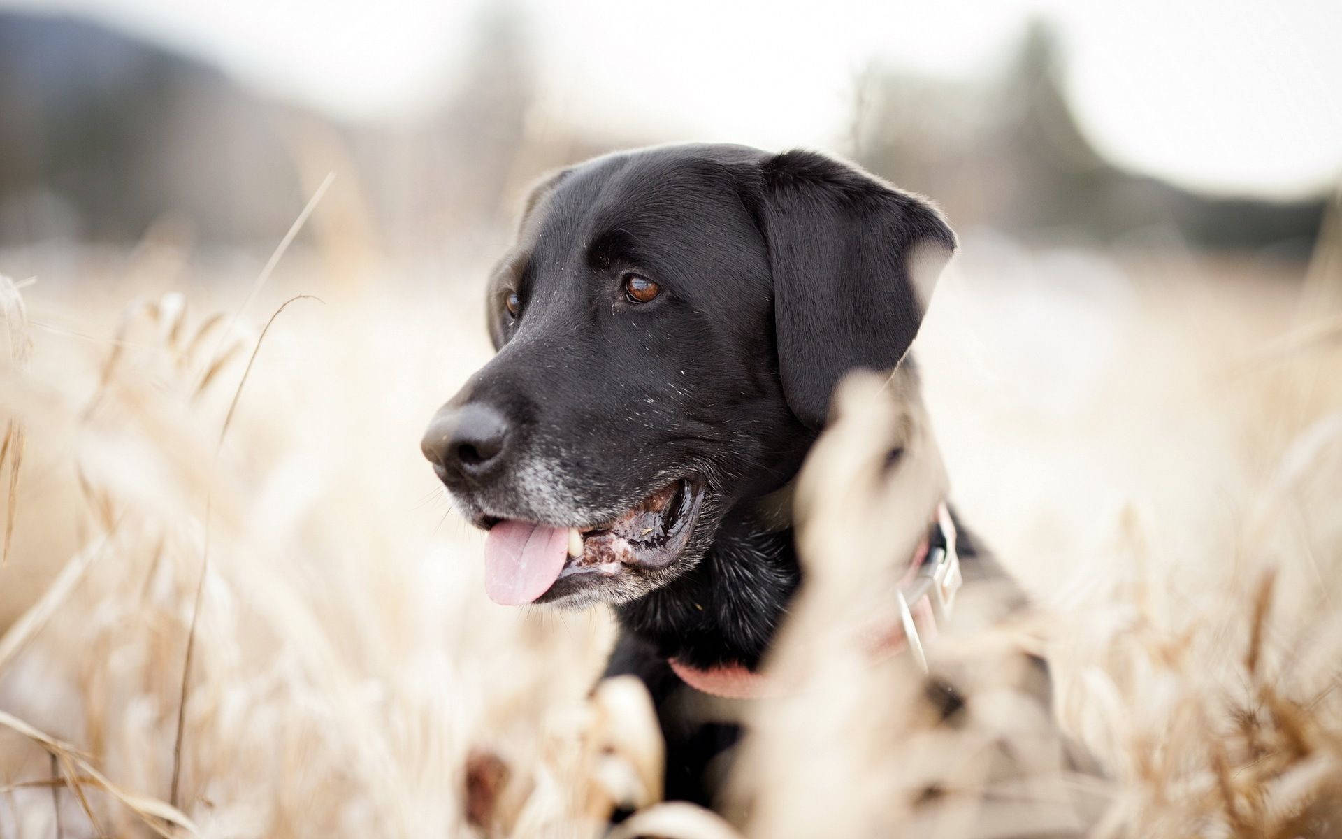 Black Labrador Photoshoot Background