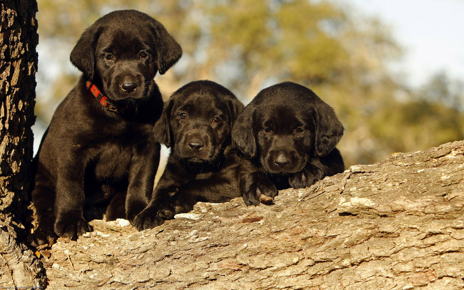 Black Labrador Puppies Background