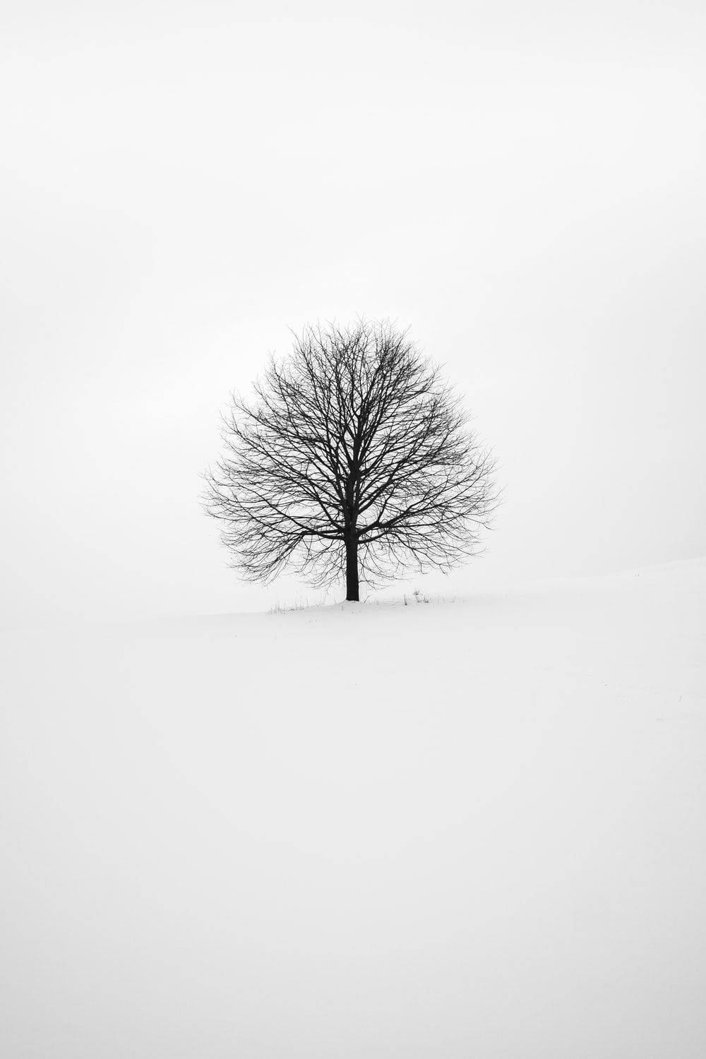 Black Leafless Tree All White Backdrop Background