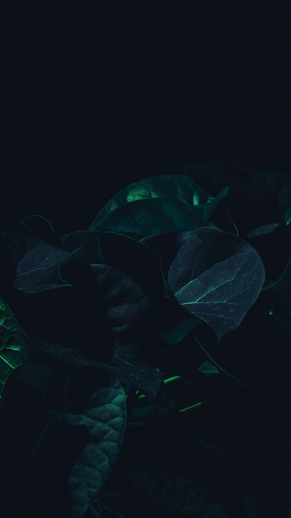Black Leaves Dark Green Iphone Background