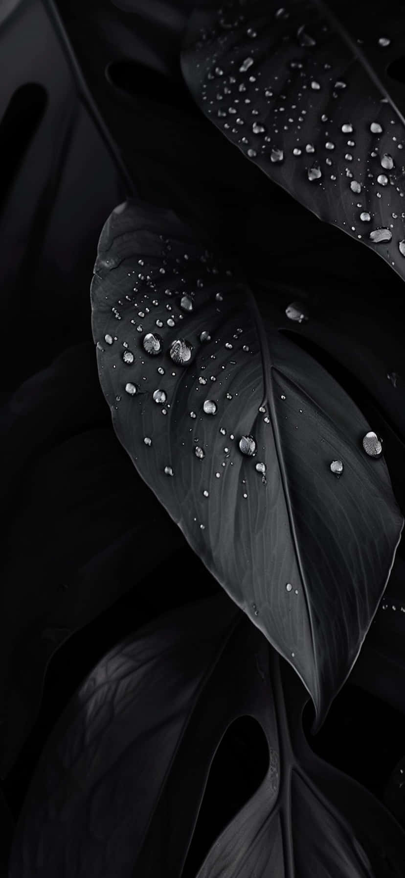 Black Leaveswith Water Droplets Background
