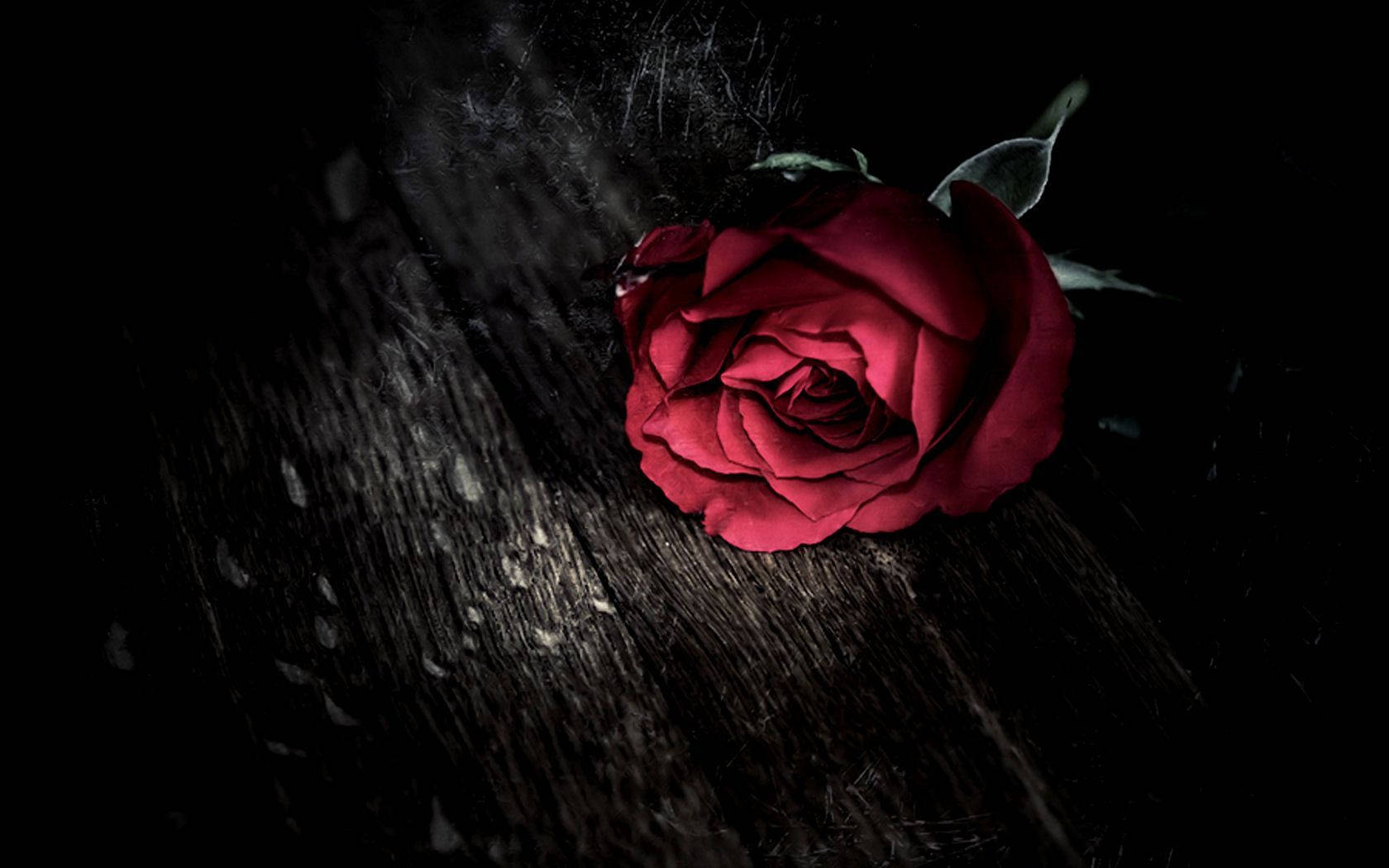 Black Love Rose Background