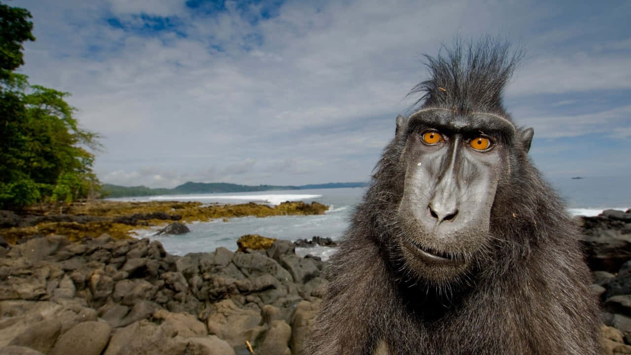 Black Macaque From Sulawesi