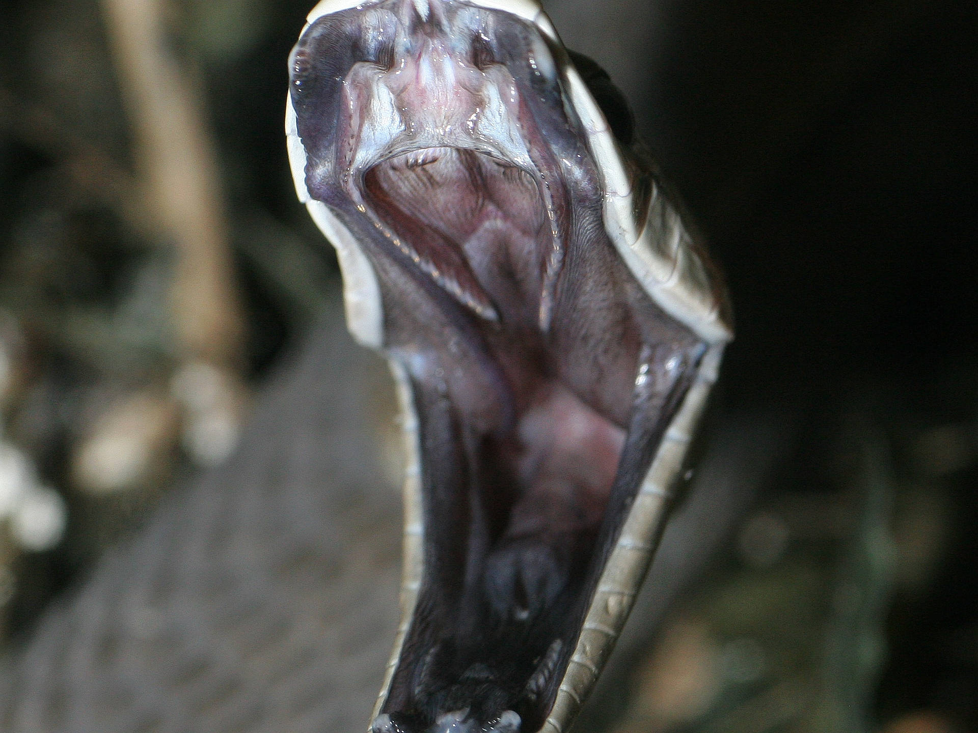 Black Mamba Snake Darkly Pigmented Anatomy Background