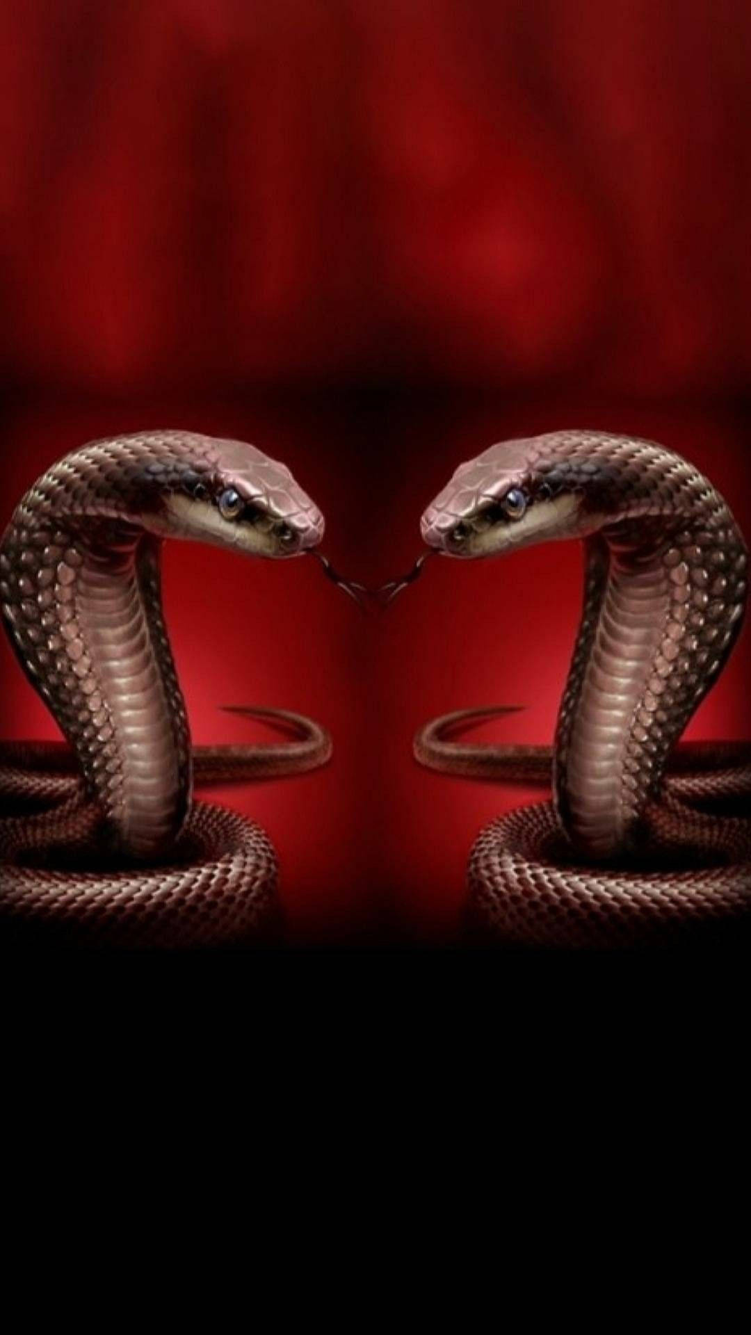 Black Mamba Snake Digital Art Background