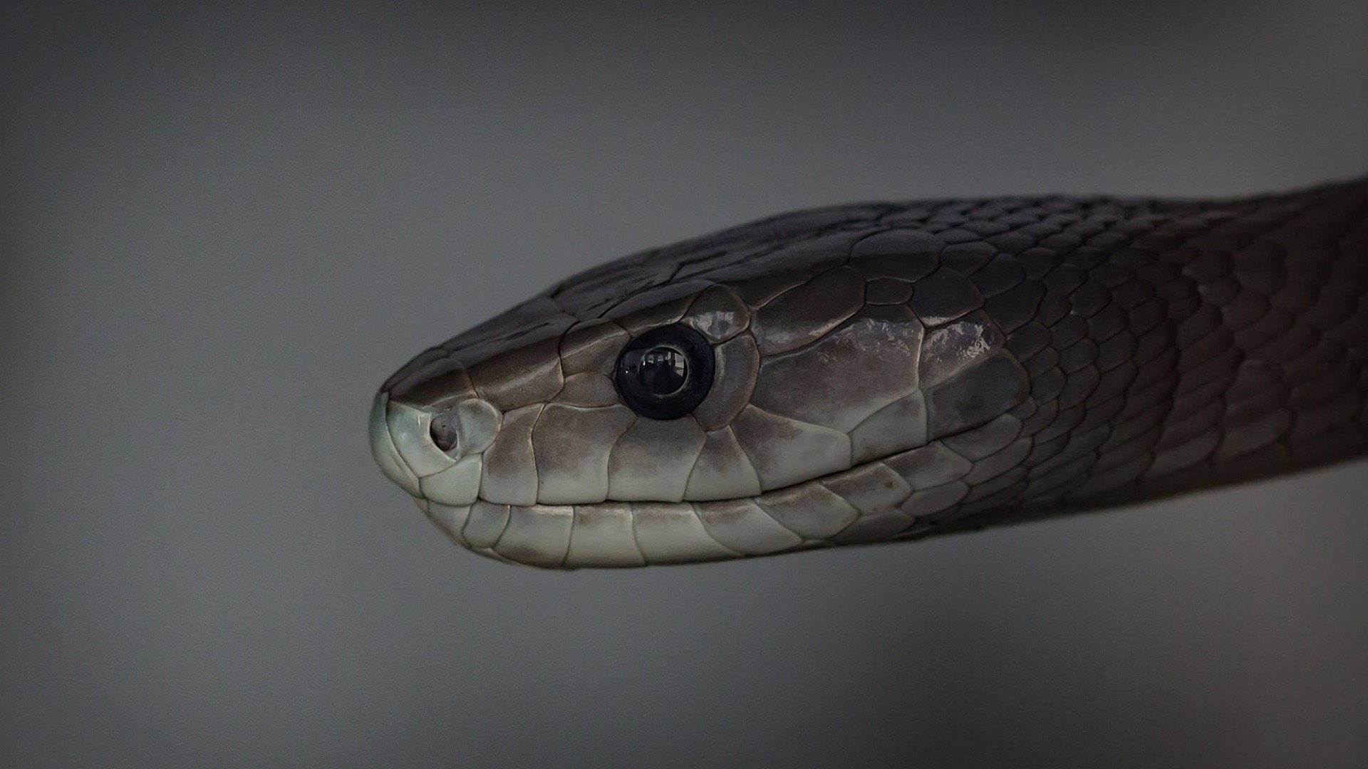 Black Mamba Snake Fuzzy Gray Background Background