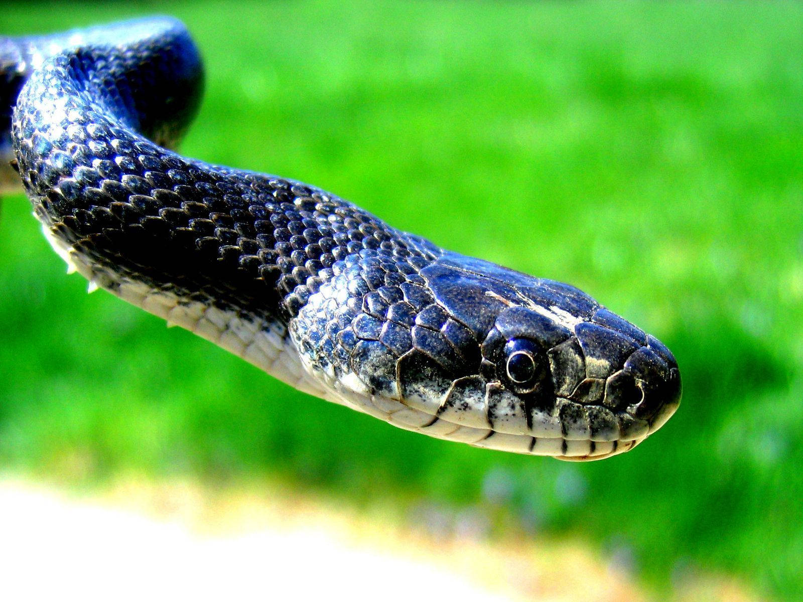 Black Mamba Snake Gray Ventral Scales Background