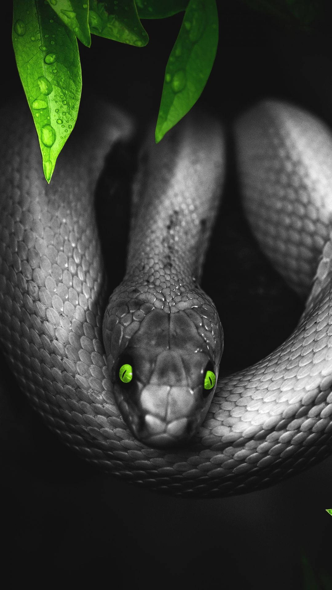 Black Mamba Snake Green Eyes Background