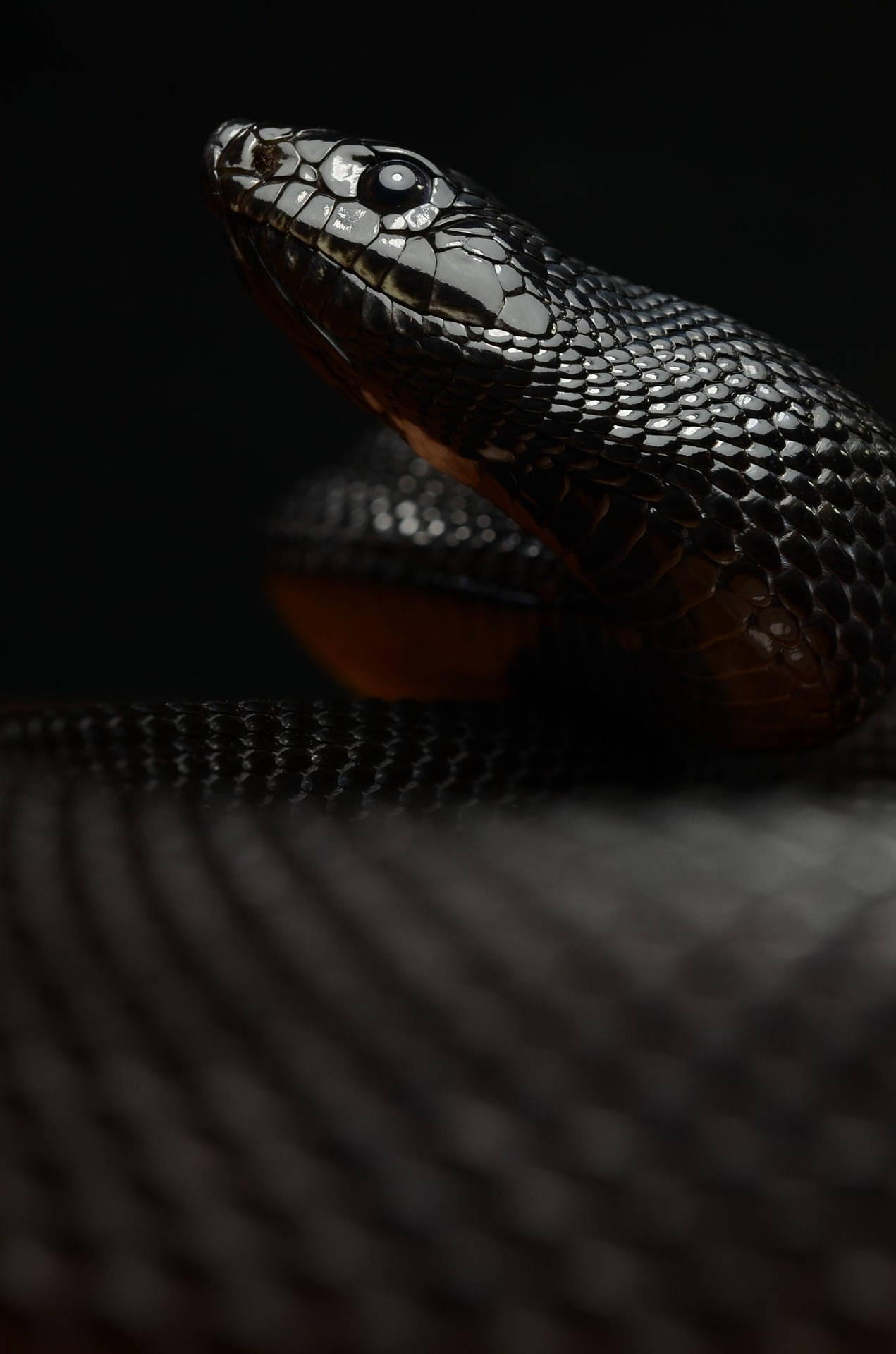 Black Mamba Snake Looking Upward Background