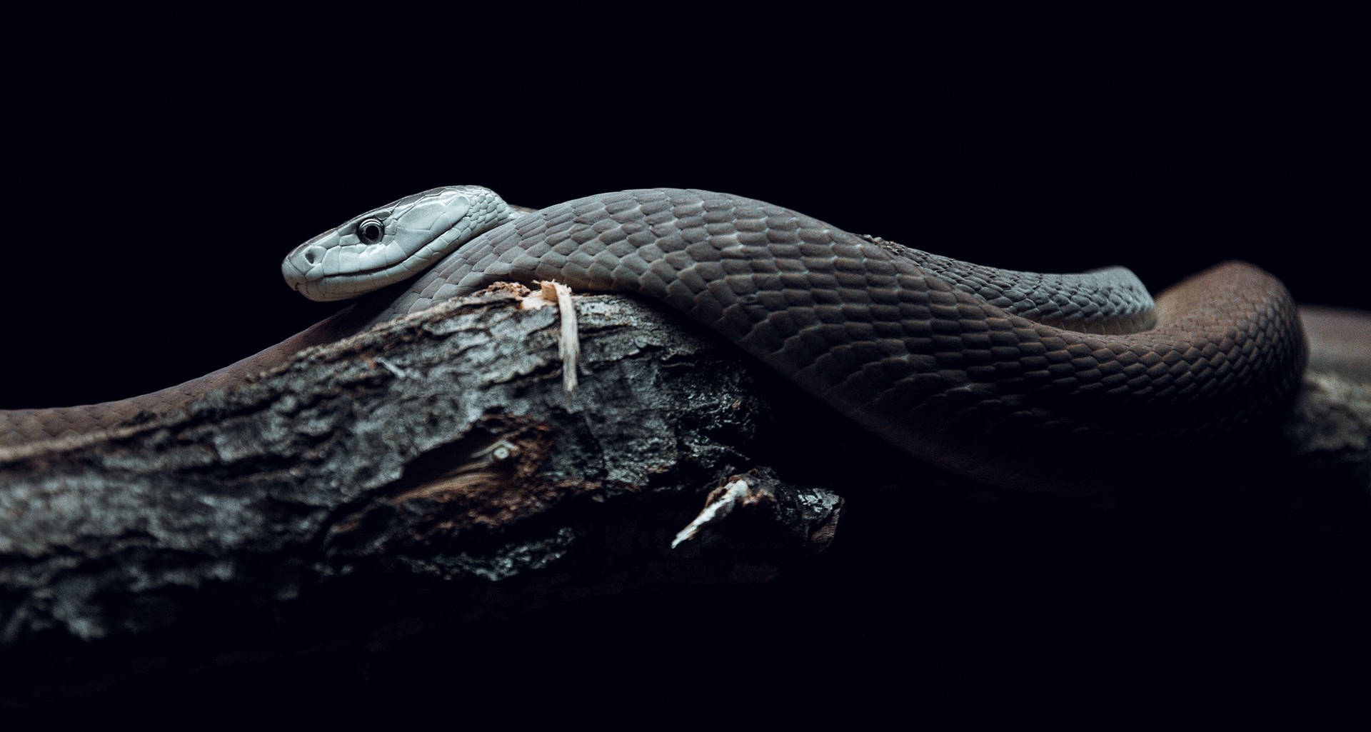 Black Mamba Snake On Dark Wood Background