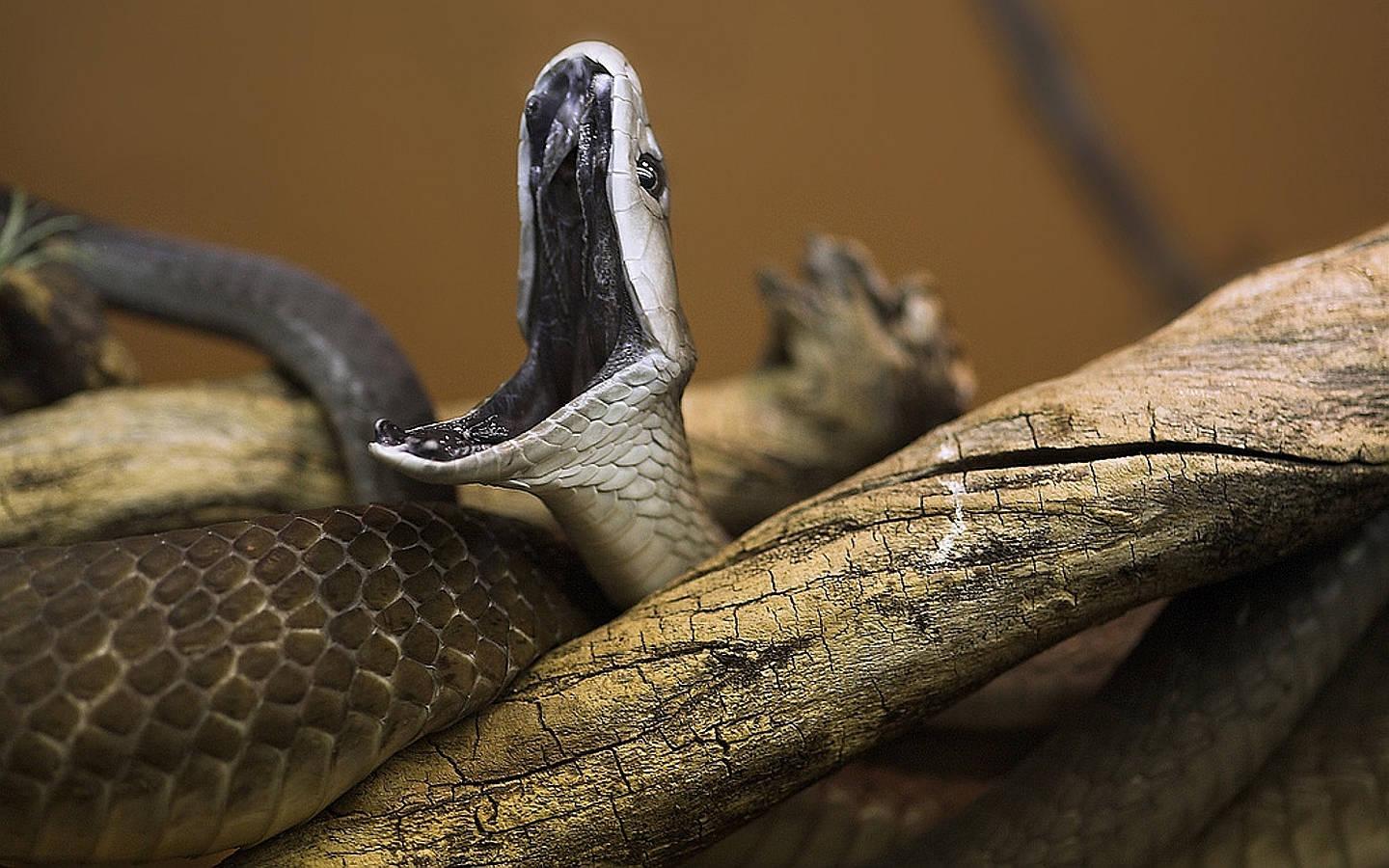 Black Mamba Snake On Dried Wood Background