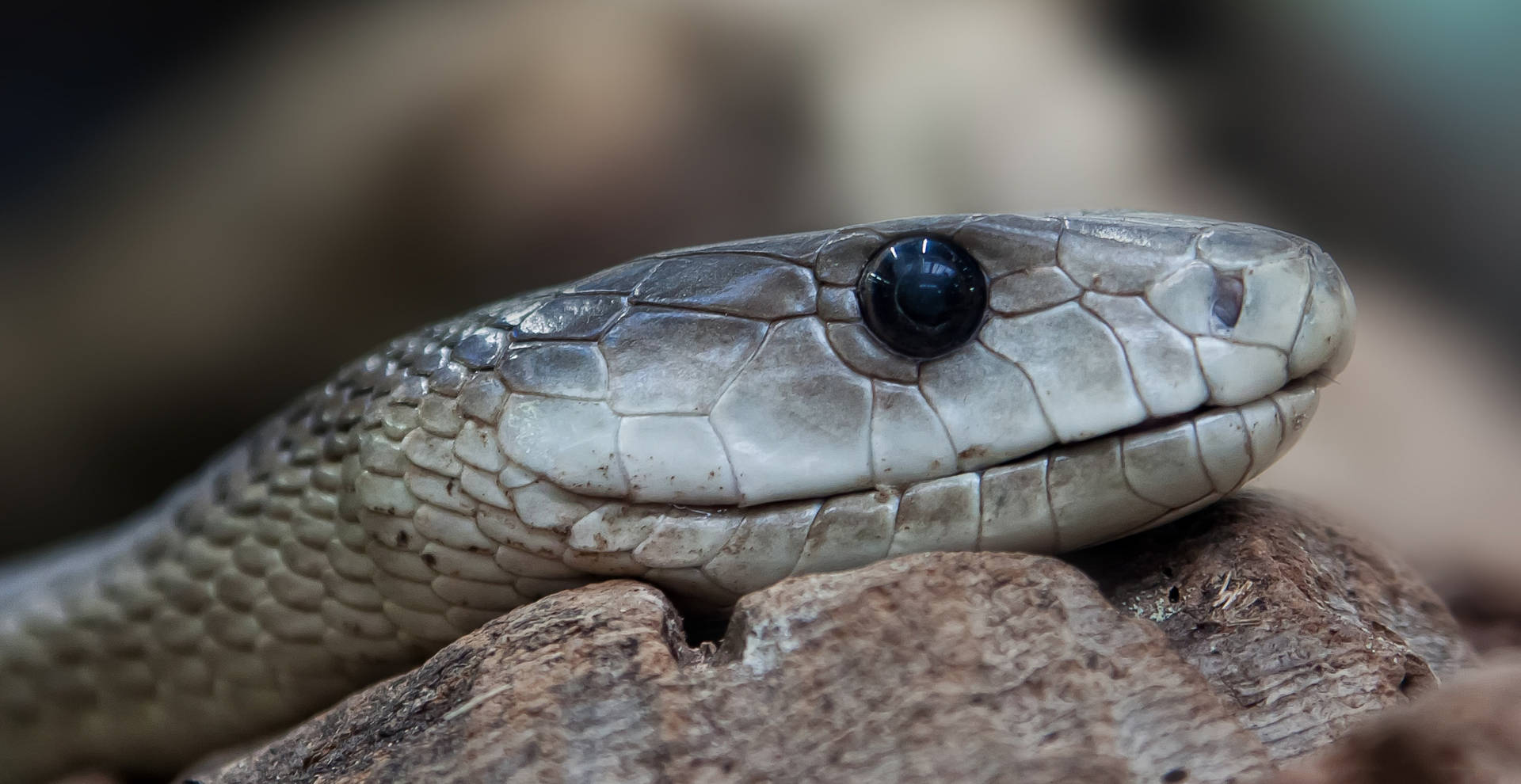 Black Mamba Snake Resting On Wood Background