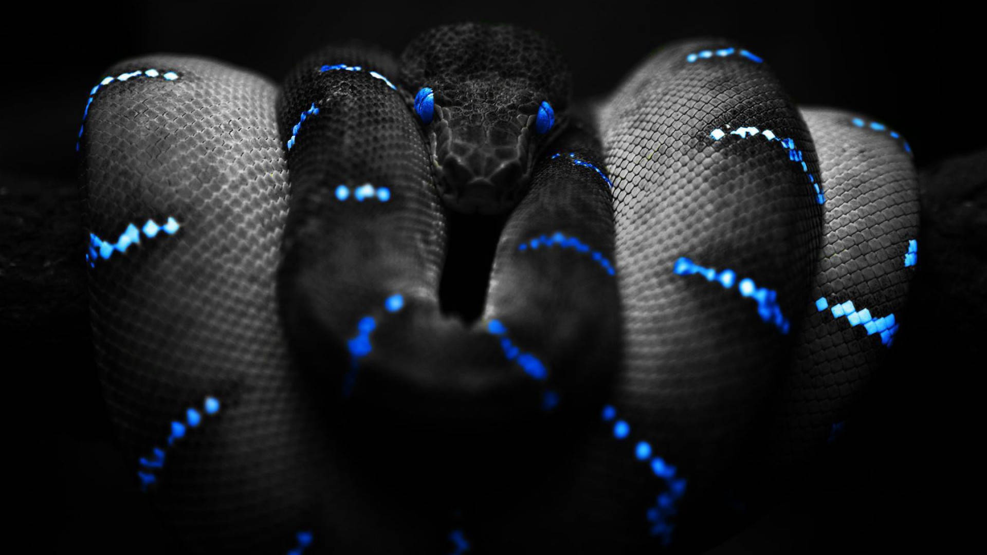 Black Mamba Snake With Neon Blue Lines Background