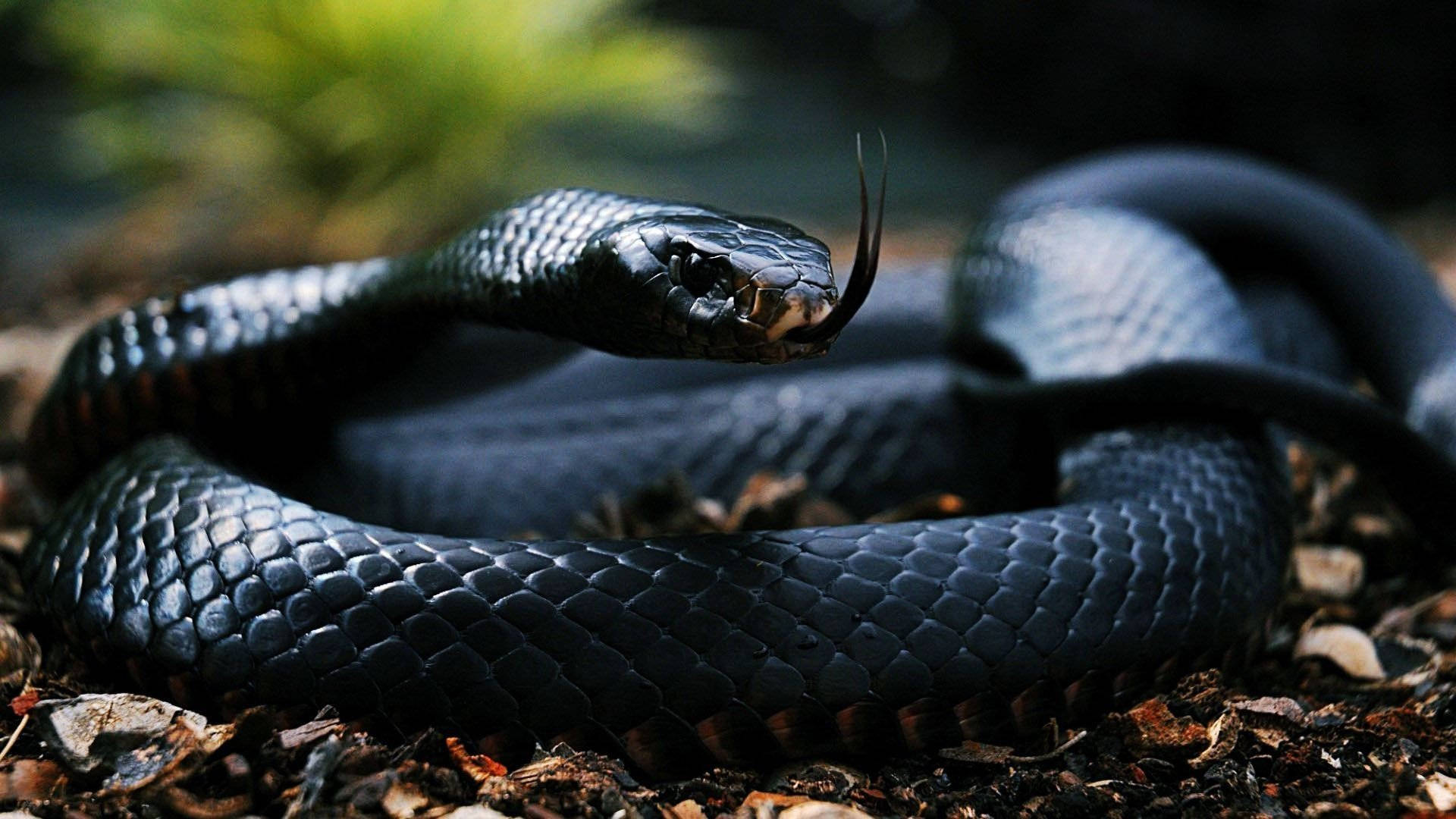 Black Mamba Snake Woodland Setting Background