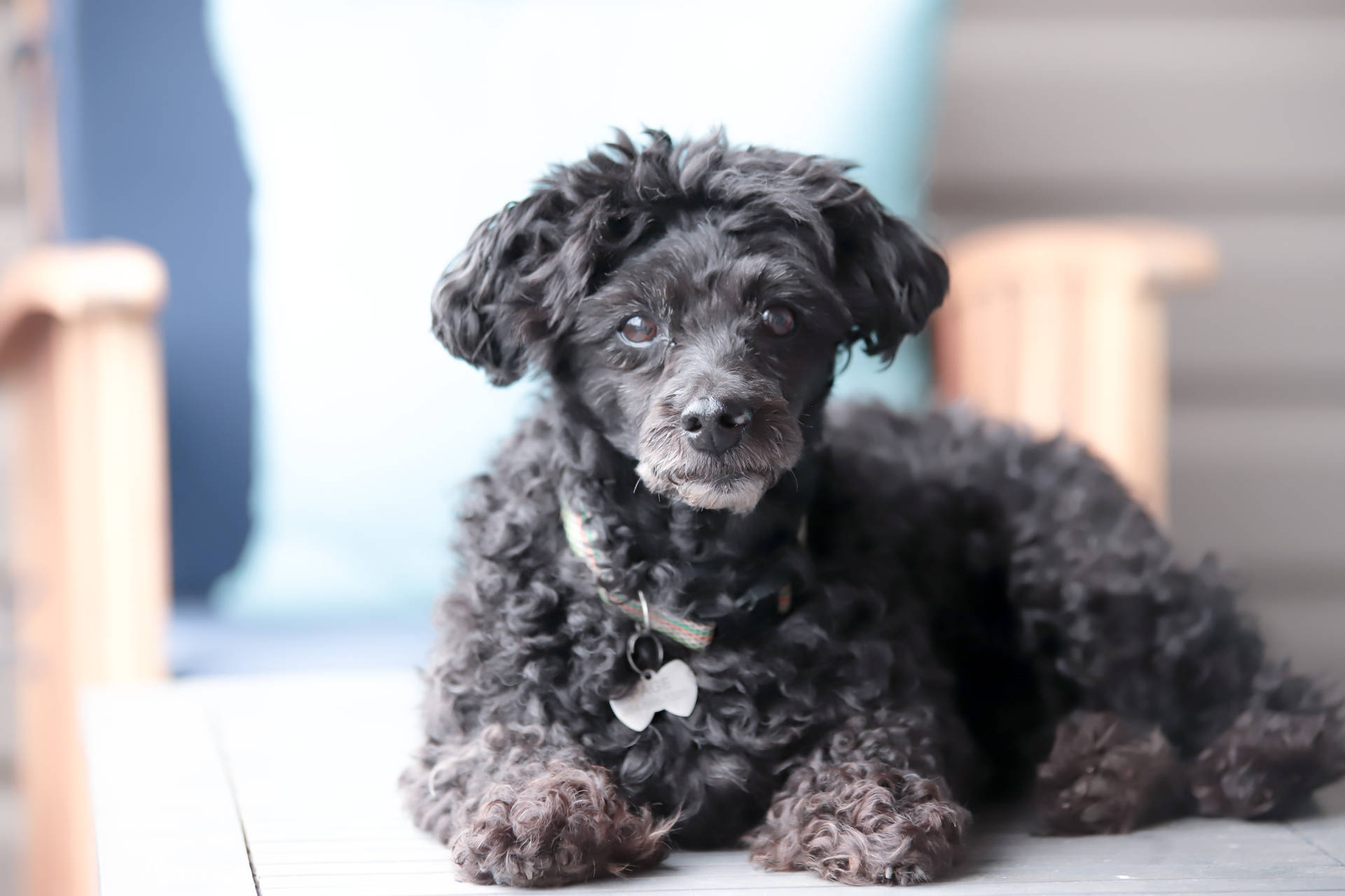 Black Miniature Poodle Puppy Background