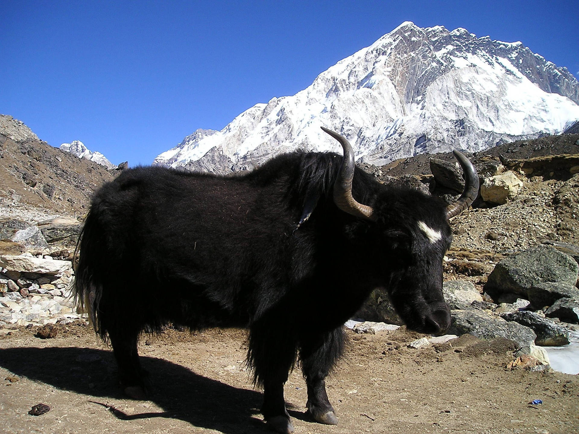 Black Mongolian Ox Background