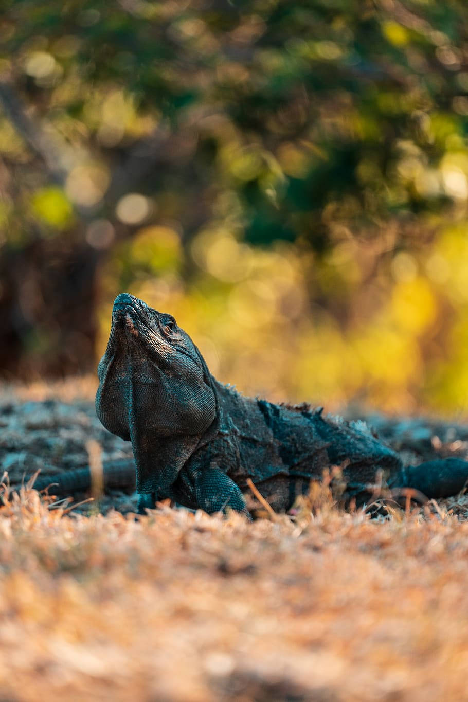 Black Monitor Lizard On Dried Up Grass