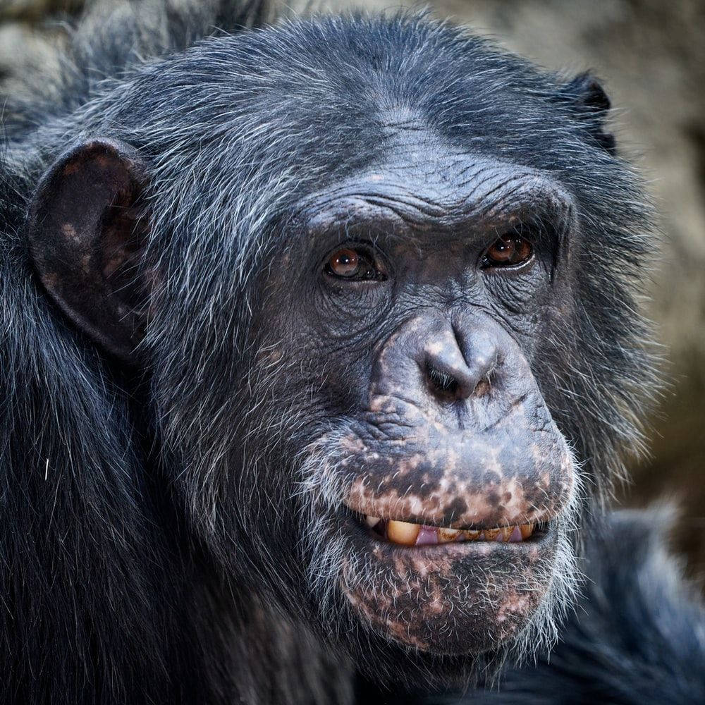 Black Monkey Aging Facial Features Background