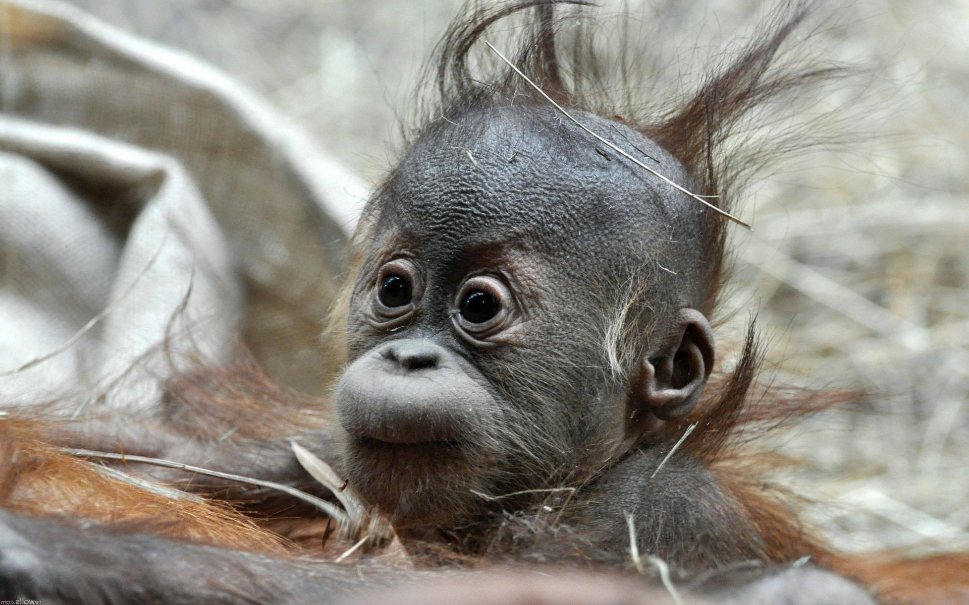 Black Monkey Baby Bald Head Background