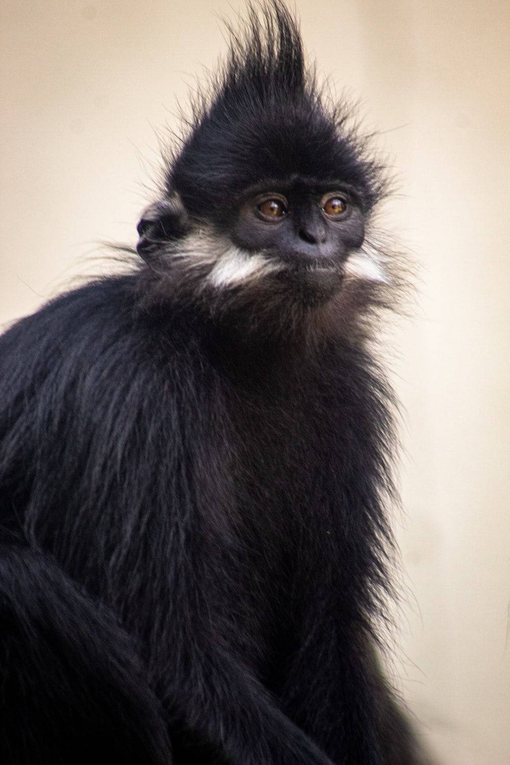 Black Monkey Black And White Fur Background