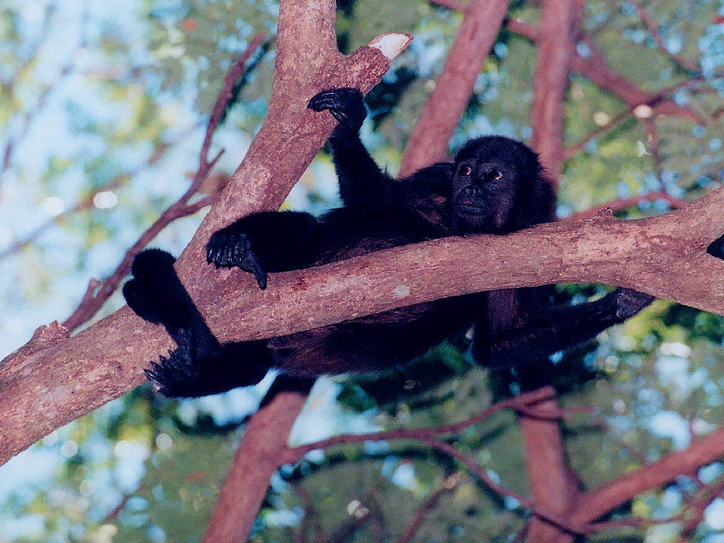 Black Monkey Clinging To Tree Branch