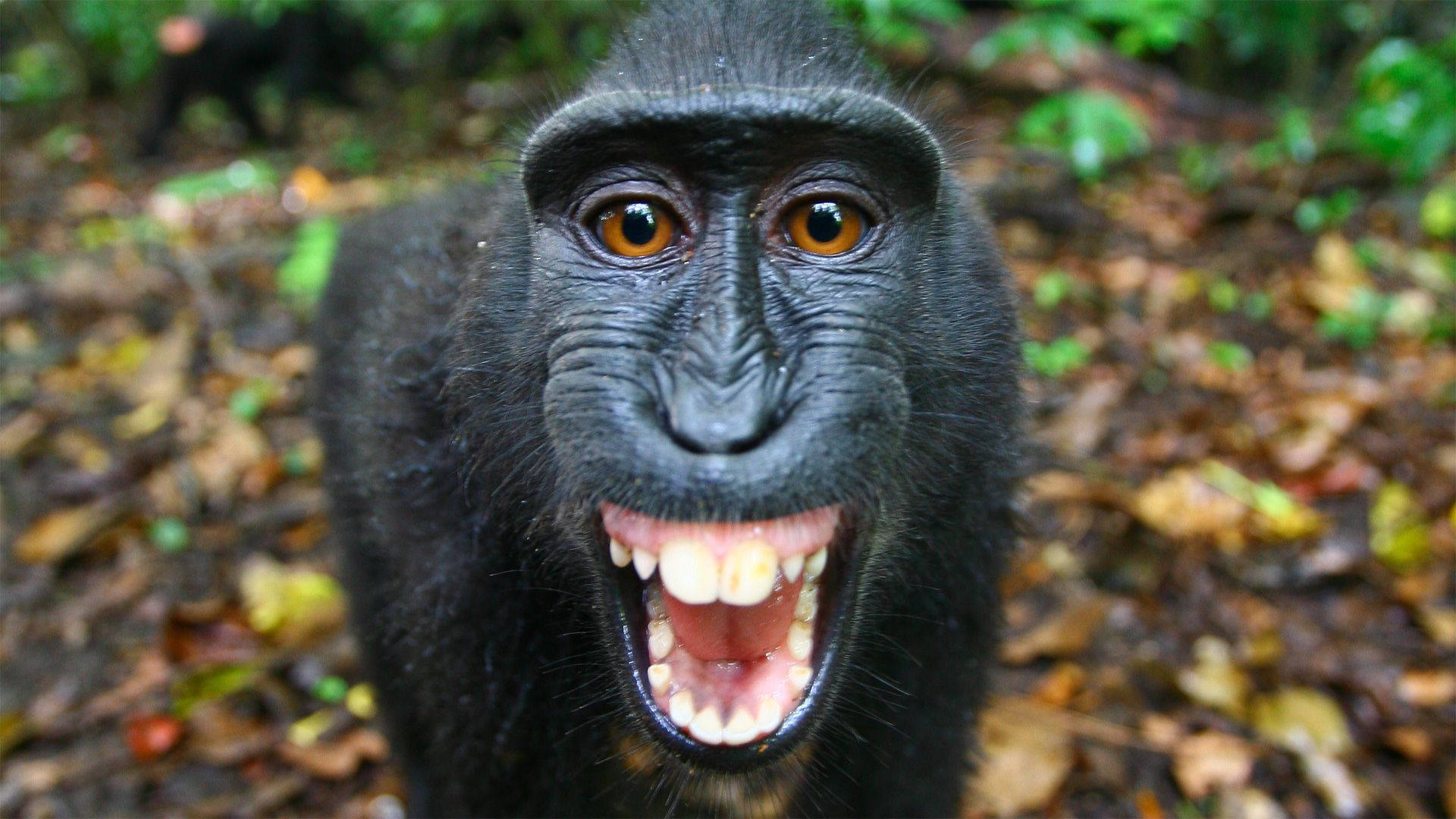 Black Monkey Close-up Teeth Background