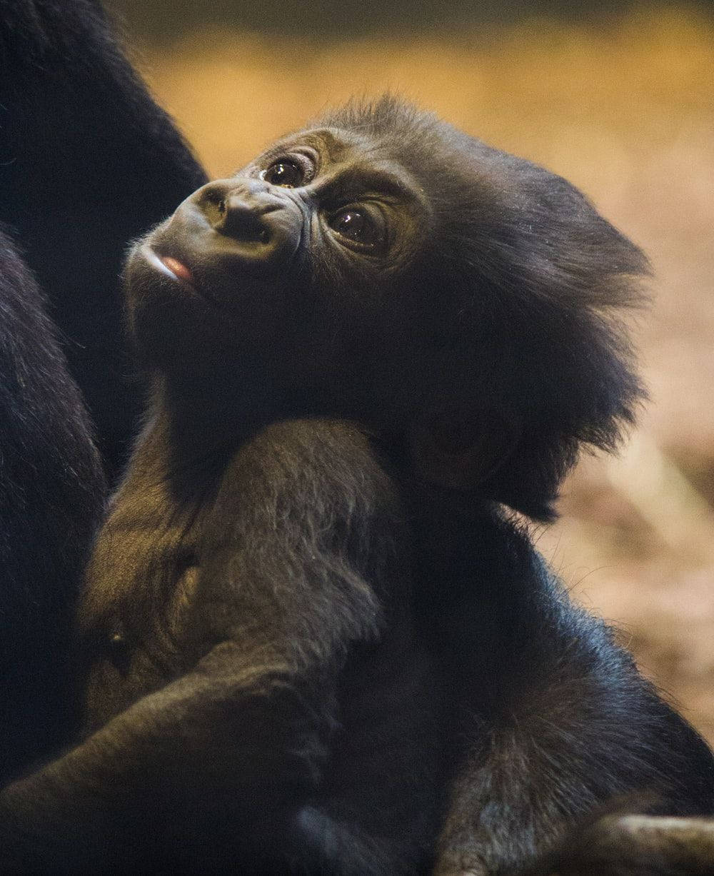 Black Monkey Cuddling Infant