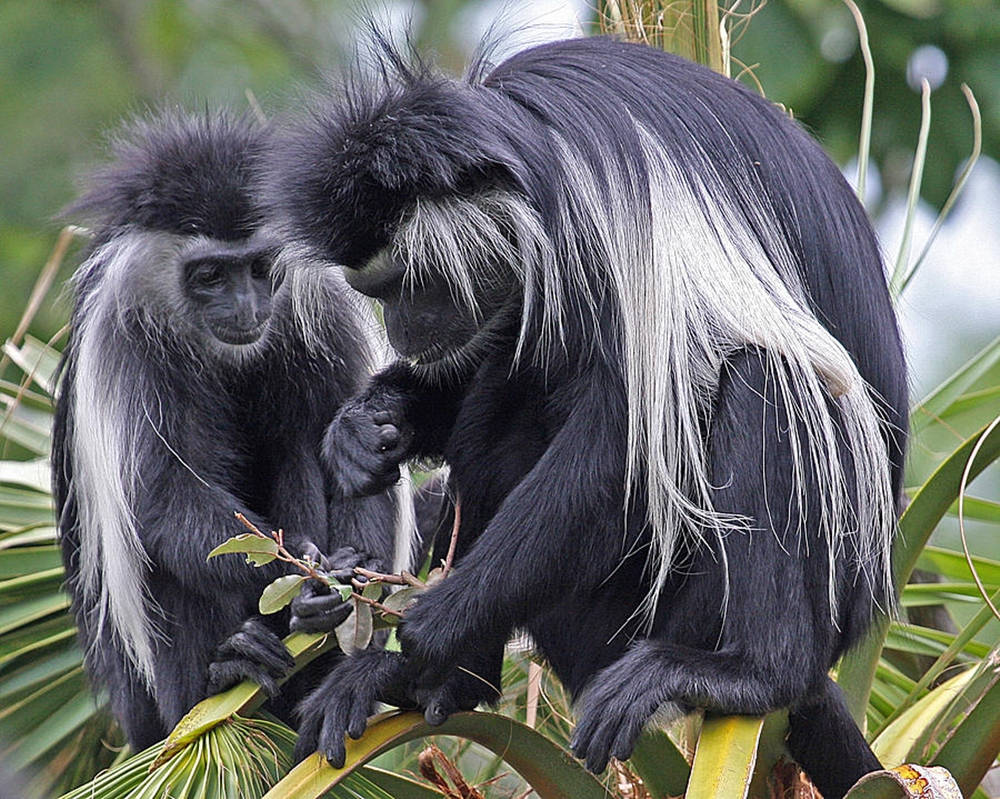 Black Monkey Eating On Tree Background