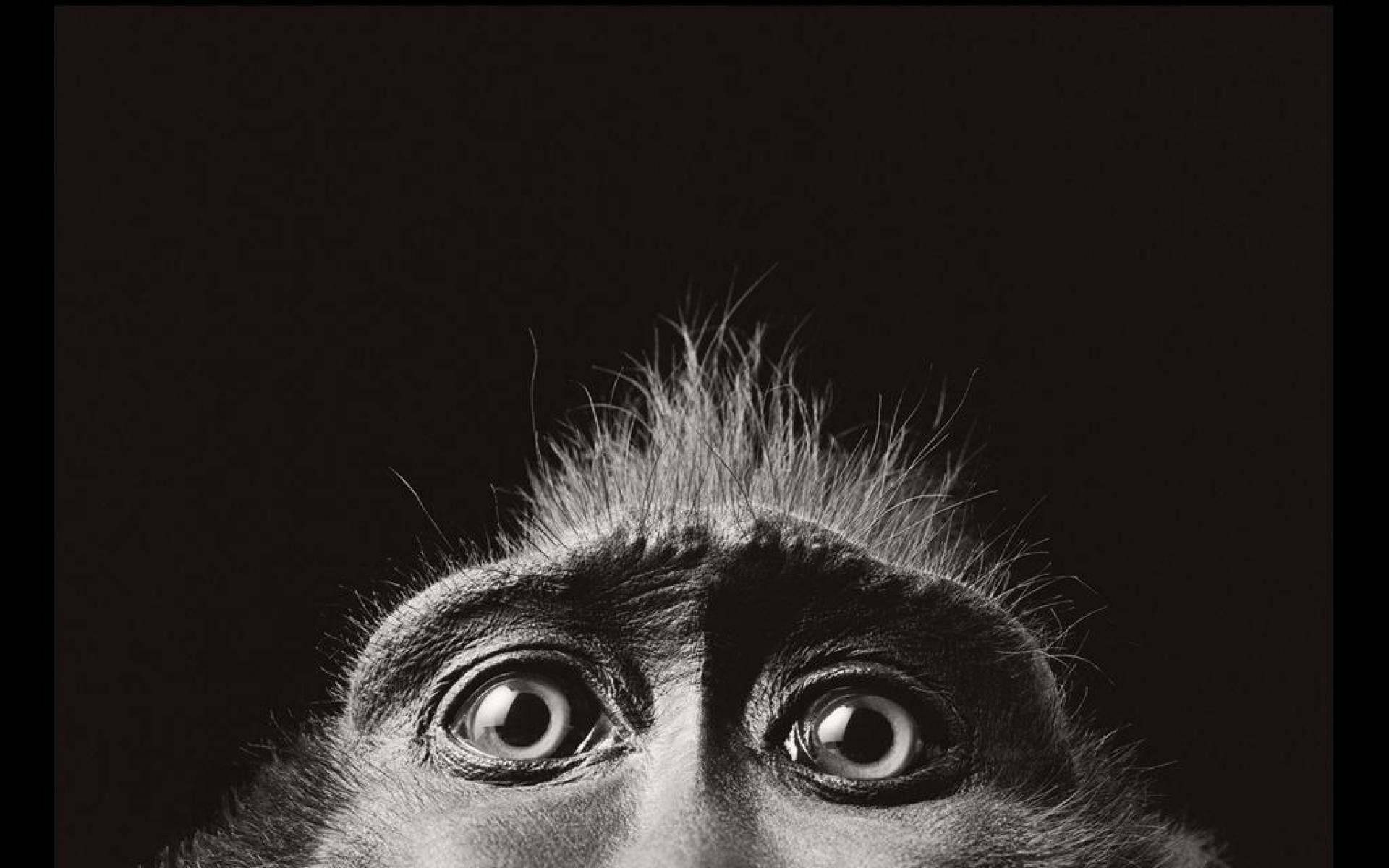 Black Monkey Enormous Glistening Eyes Background