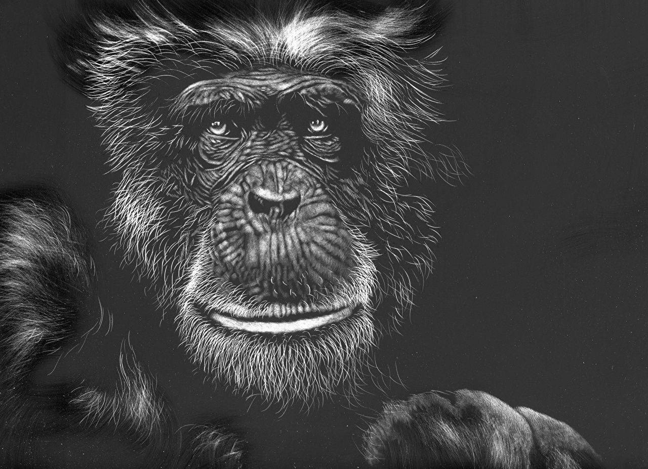 Black Monkey Hairy Face Background