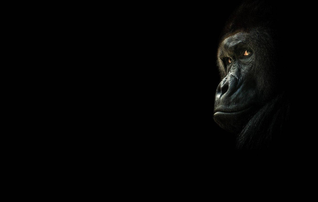 Black Monkey Hiding In Black Background Background