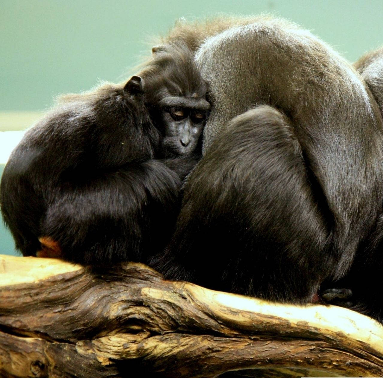 Black Monkey Hugging Group Of Monkeys Background