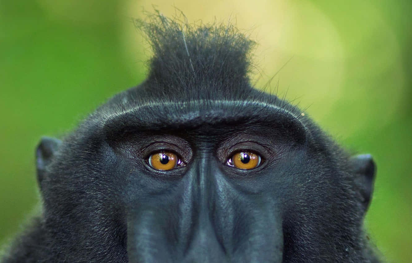 Black Monkey In Sulawesi Background