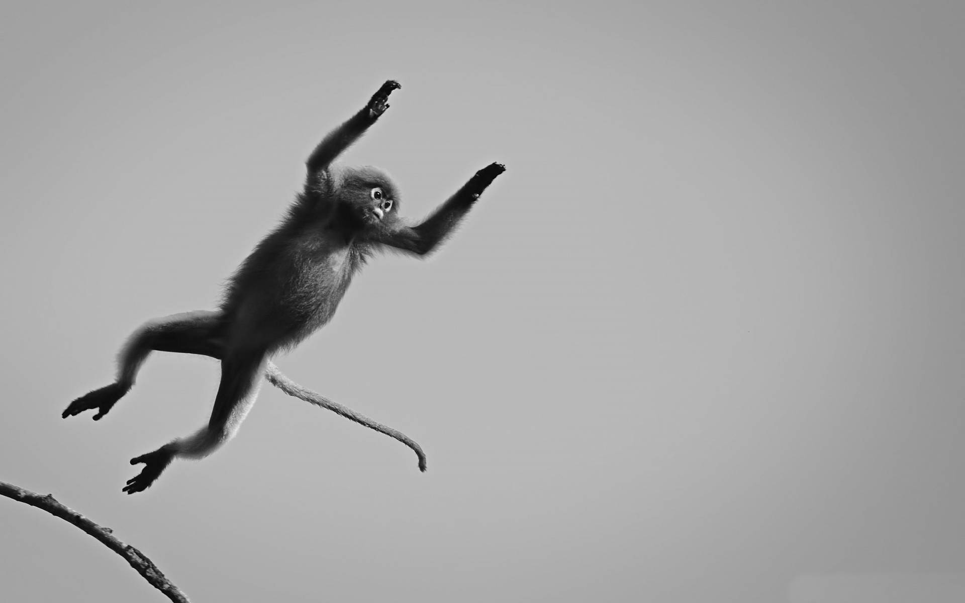 Black Monkey Jumping From Stick