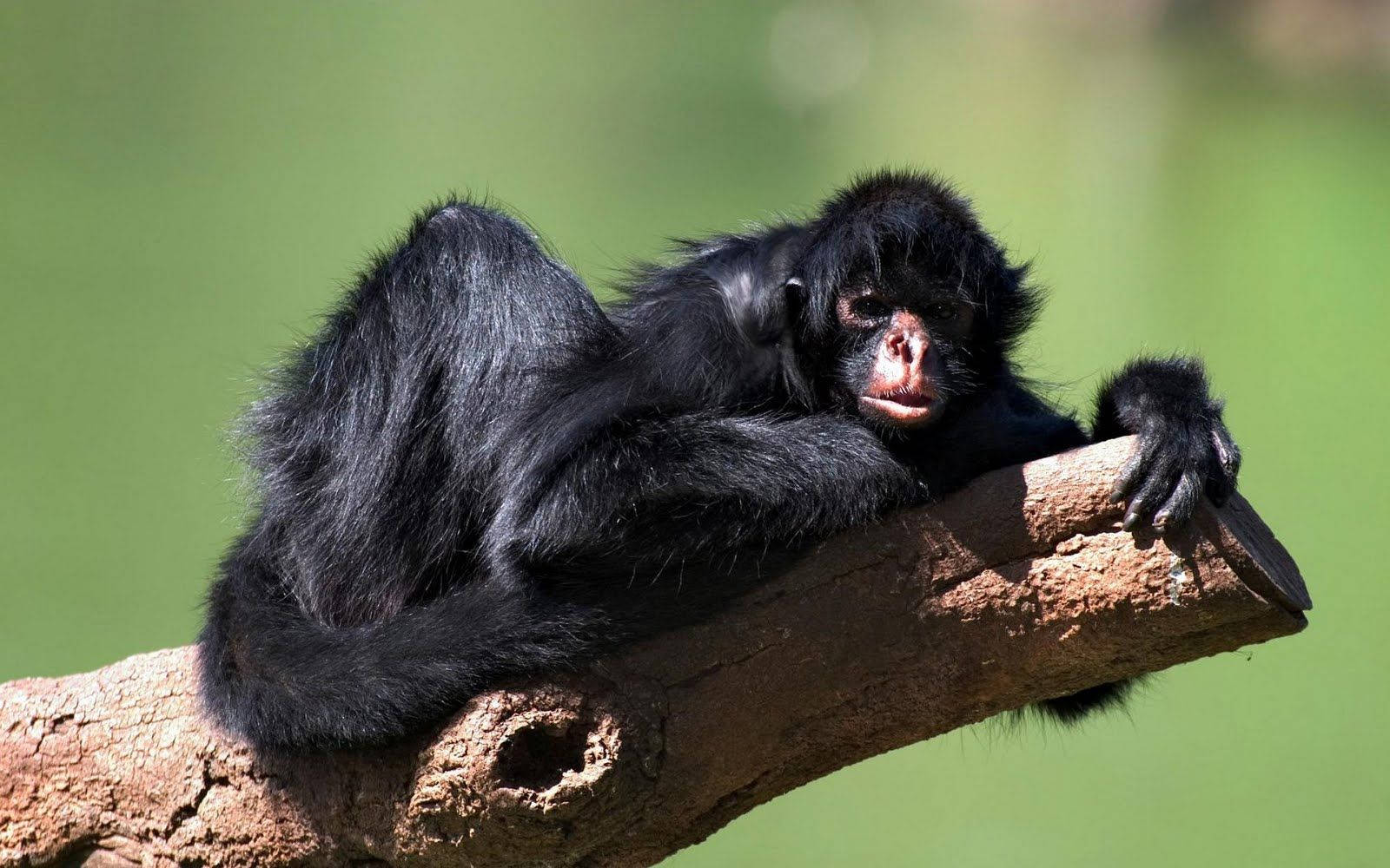 Black Monkey Lying On Edge Background