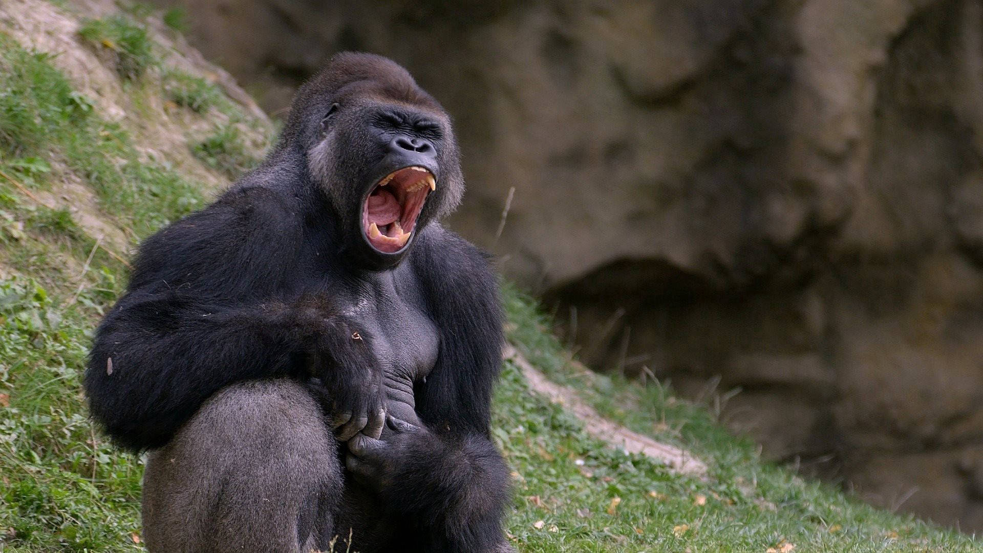 Black Monkey Roaring Loudly Background