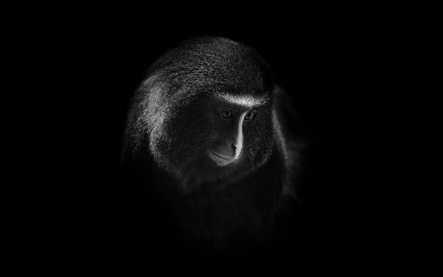 Black Monkey Sad Expression Background