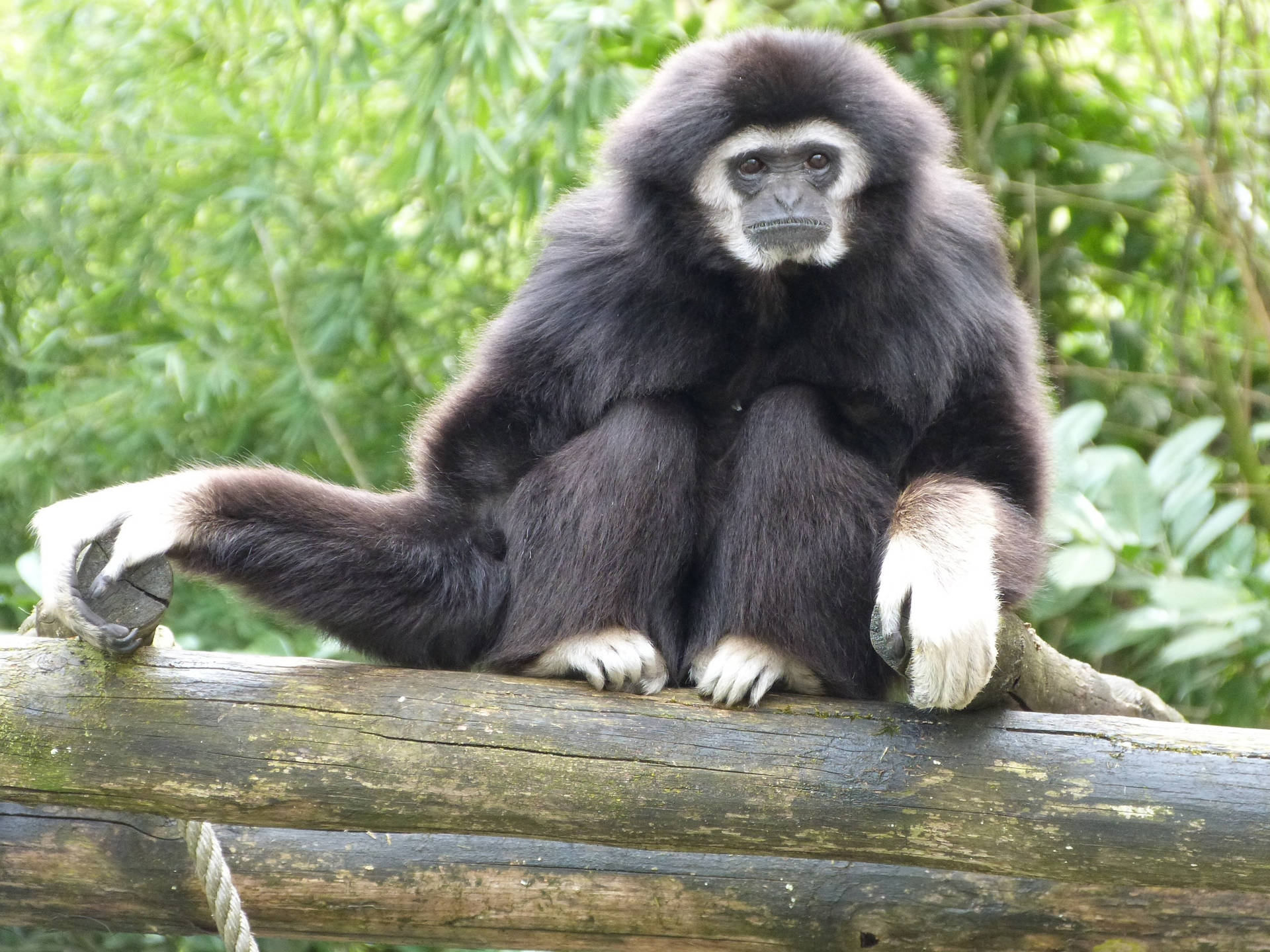 Black Monkey Sitting On Wooden Log