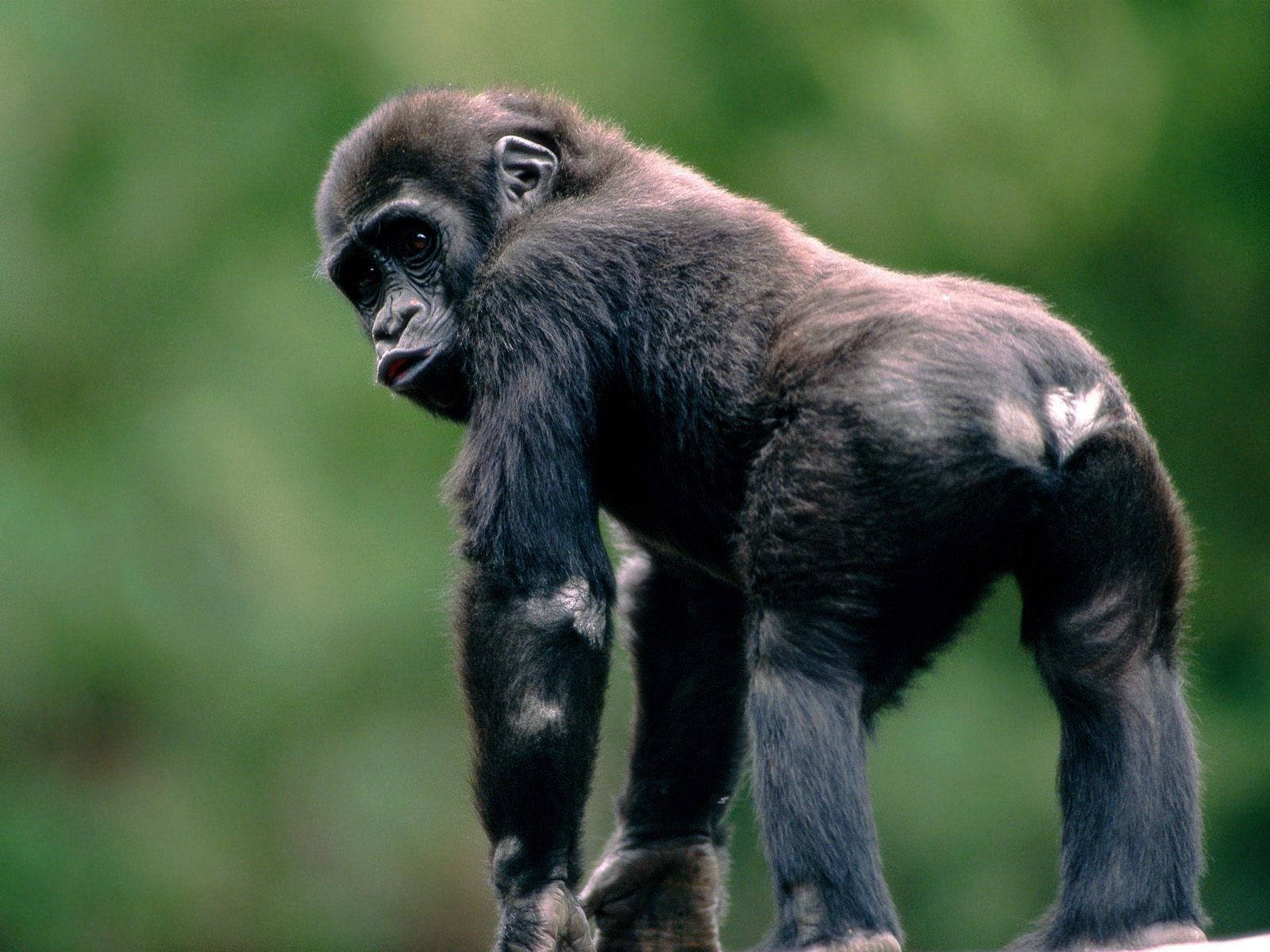 Black Monkey Standing On All Fours Background