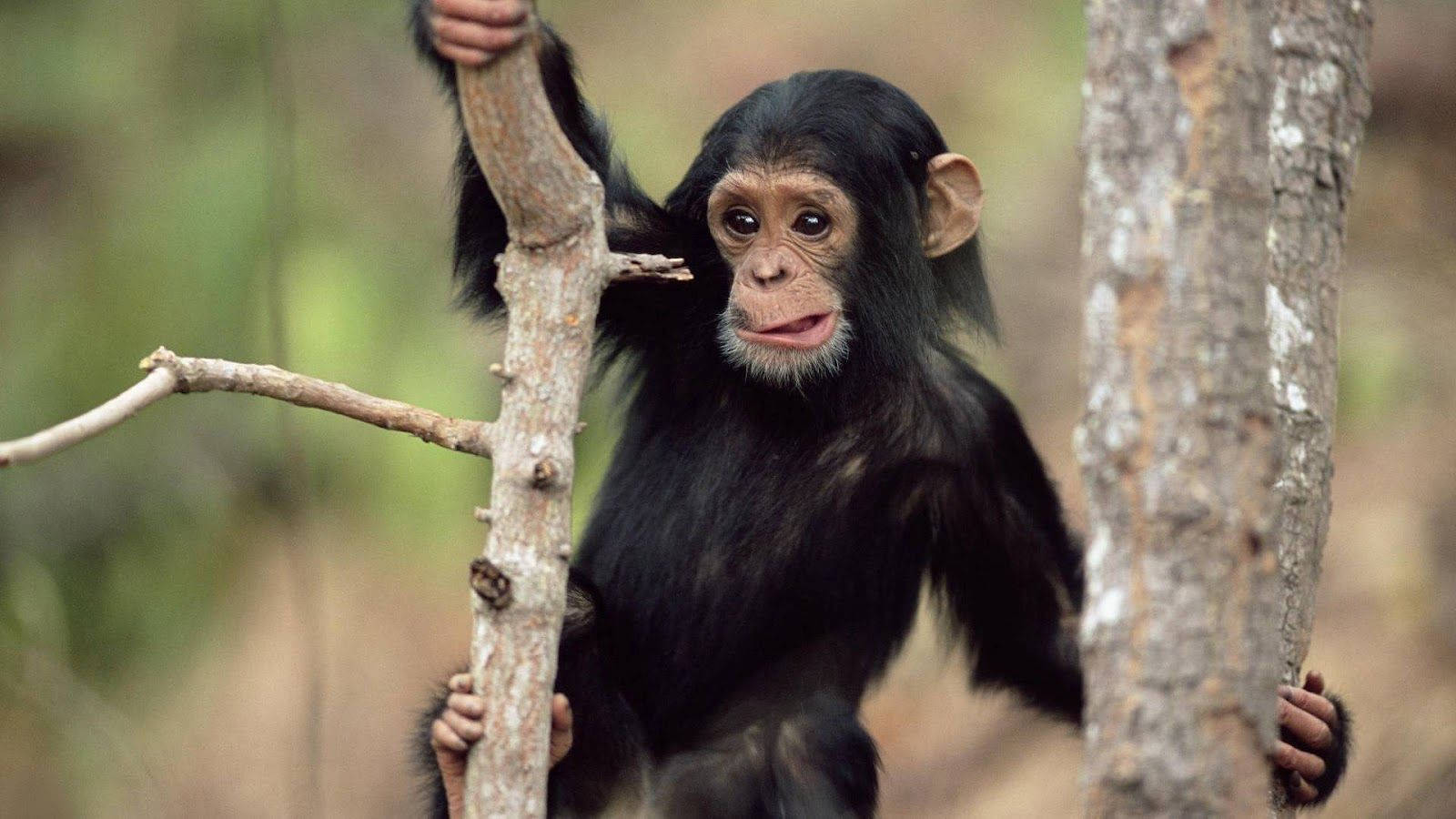 Black Monkey Swinging Between Branches Background