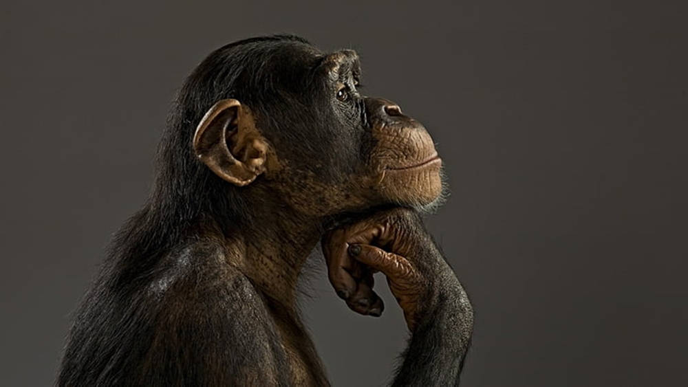 Black Monkey Thinking Pose Background