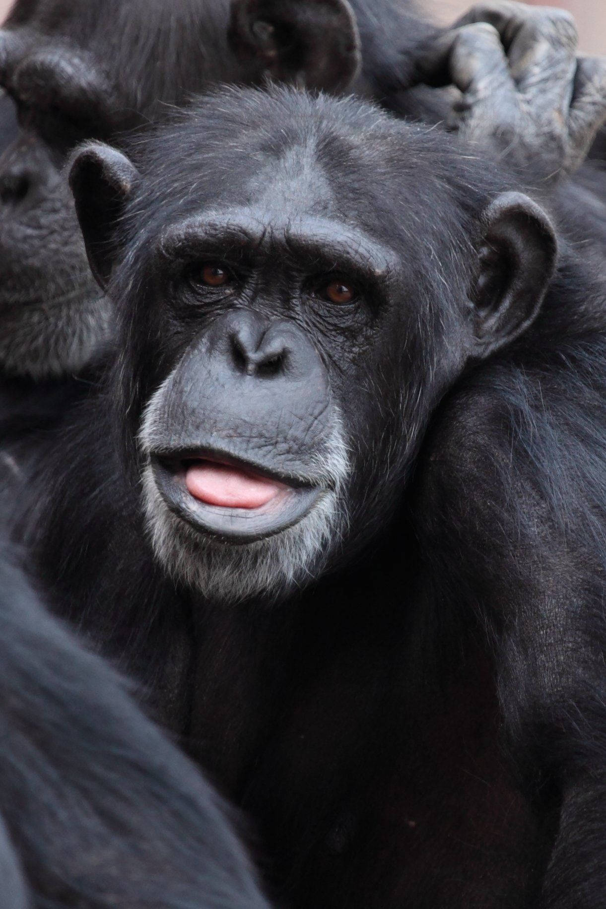 Black Monkey Tongue Out