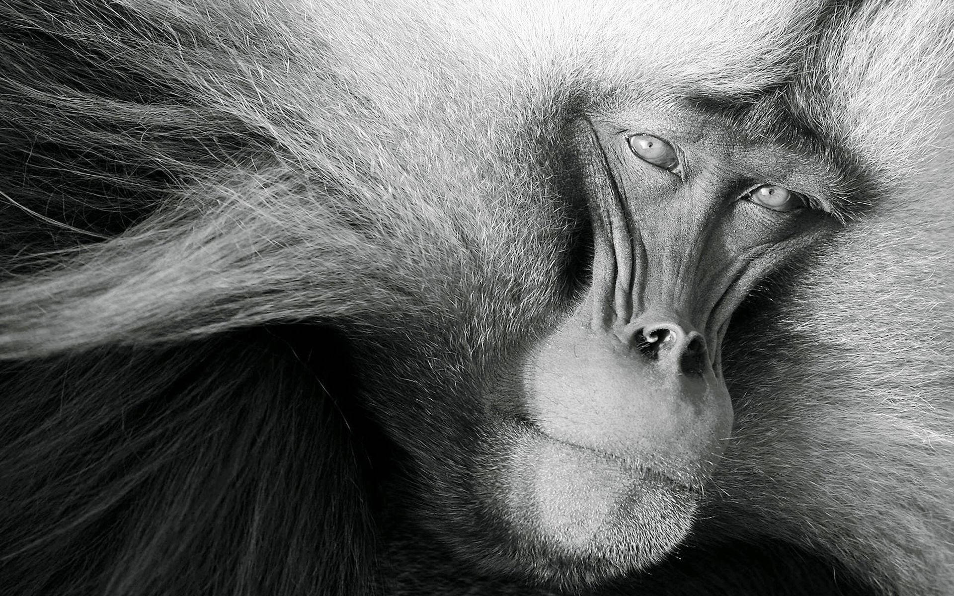 Black Monkey White Curls Background