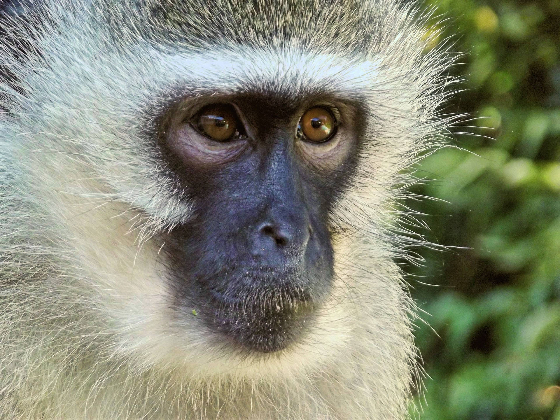 Black Monkey White Hair Face